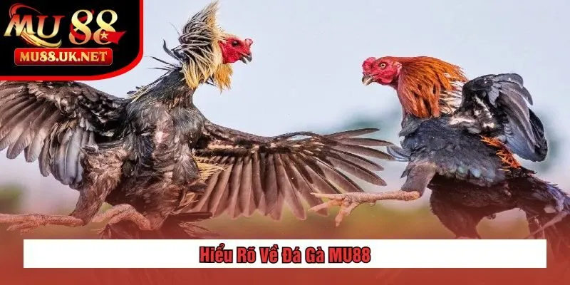 Đá gà 1 Hiểu Rõ Về Đá Gà MU88