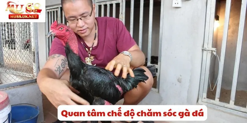 Mu88 chia sẻ bí kíp kỹ thuật nuôi gà đá khỏe mạnh và sung sức 3 Quan tâm chế độ chăm sóc gà đá
